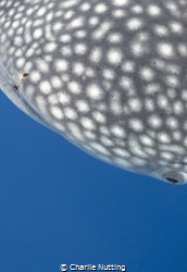 Juvenile Whaleshark with parasites on lip. Came in to che... by Charlie Nutting 